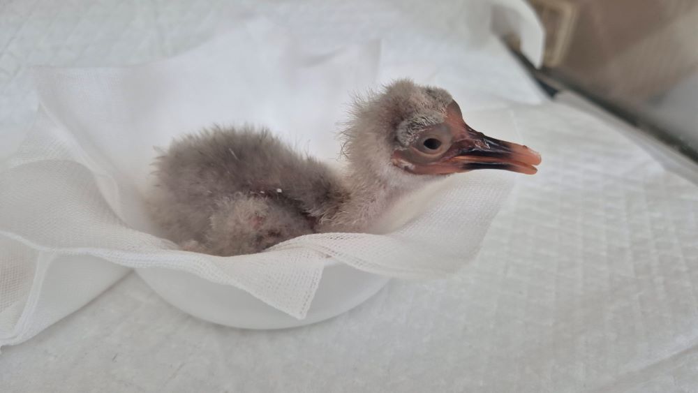 창녕군, 우포따오기 올해 첫 부화 성공