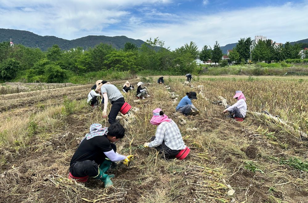 창녕군 부곡면, 본격 영농철 맞아 ‘농촌 일손돕기’ 총력