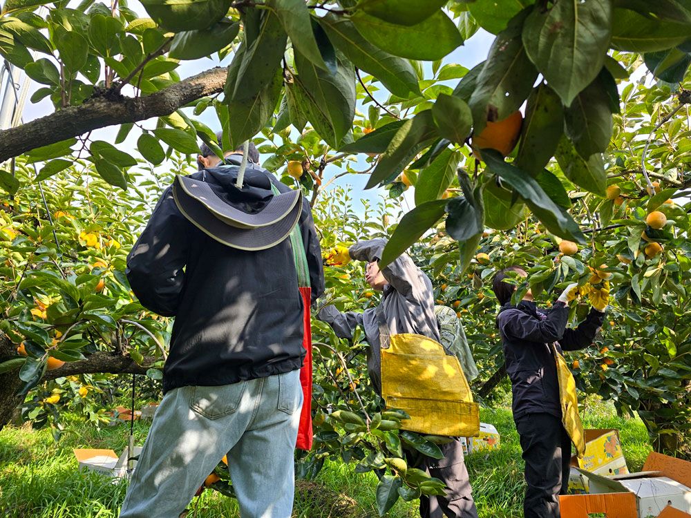 부곡면, 농촌 일손돕기 ‘구슬땀’